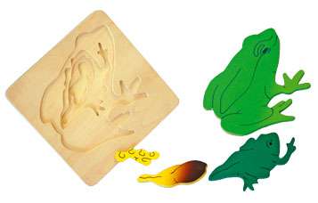 SHUTERS KIDS PLAY & LEARN: LIFE CYCLE OF A FROG - (IMPORT)