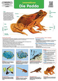 CHART: LIFE CYCLE: FROG (AFRIKAANS) A2