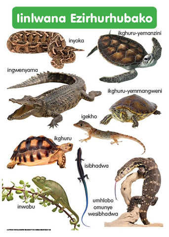 CHART: HAND IN HAND GRADE R (NDEBELE) IINLWANA EZIRHU.A2
