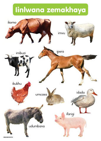 CHART: HAND IN HAND GRADE R (NDEBELE) IINLWANAZEKHAYA A2