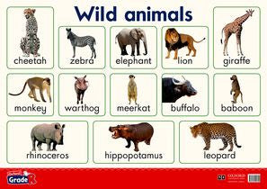 Oxford Grade R Poster 19: Wild animals - Elex Academic Bookstore