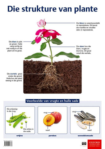 Die strukture van plante (Afrikaans, Poster)