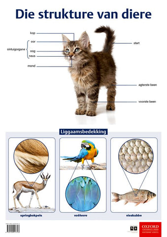 Die strukture van diere (Afrikaans, Poster)