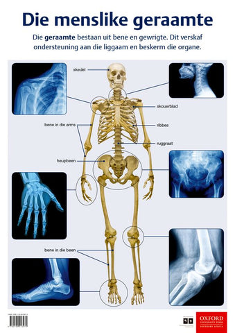 Poster (Natuurwetenskappe en Tegnologie): Die menslike geraamte