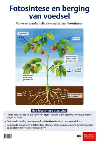 Poster (Natuurwetenskappe en Tegnologie): Fotosintese en berging van voedsel