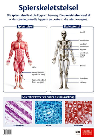 Poster Natuurwetenskappe: Spierskeletstelsel