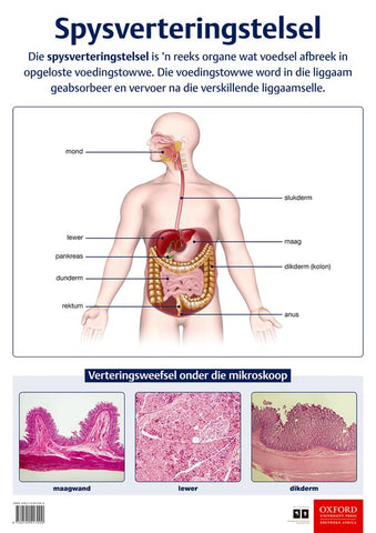Spysverteringstelsel: Graad 9 (Afrikaans, Poster)