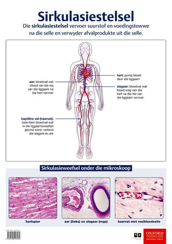 Poster Natuurwetenskappe: Sirkulasiestelsel