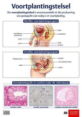 Poster Natuurwetenskappe: Voortplantingstelsel