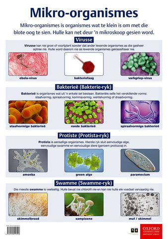 Poster Natuurwetenskappe: Mikro-organismes