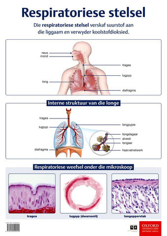 Poster Natuurwetenskappe: Respiratoriese stelsel