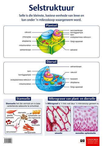 Poster Natuurwetenskappe: Selstruktuur