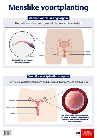 Poster Natuurwetenskappe: Menslike voortplanting