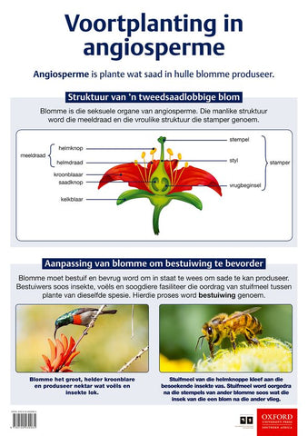 Poster Natuurwetenskappe: Voortplanting in angiosperme