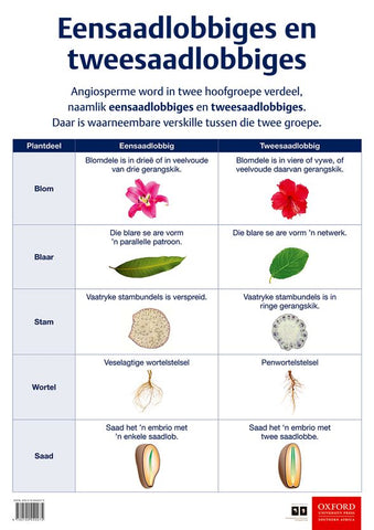 Poster Natuurwetenskappe: Eensaadlobbiges en tweesaadlobbiges