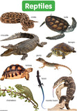 CHART: SHUTERS HAND IN HAND GR R: REPTILES A2