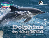 Dolphins in the Wild 3 Explorers