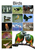 BIRDS