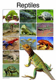 REPTILES