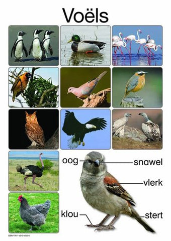 VOÃ‹LS