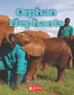 Orphan Elephants