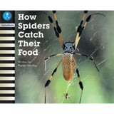AW L19: HOW SPIDERS CATCH FOOD