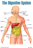 CHART: THE HUMAN DIGESTIVE SYSTEM POSTER A2