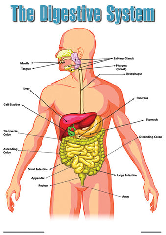 CHART: THE HUMAN DIGESTIVE SYSTEM POSTER A2