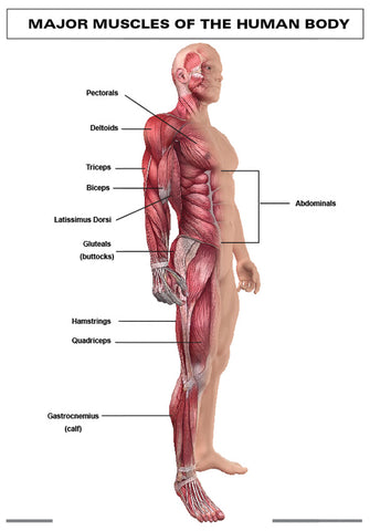 CHART: MAJOR MUSCLES OF THE HUMAN BODY A1 (FLAT)