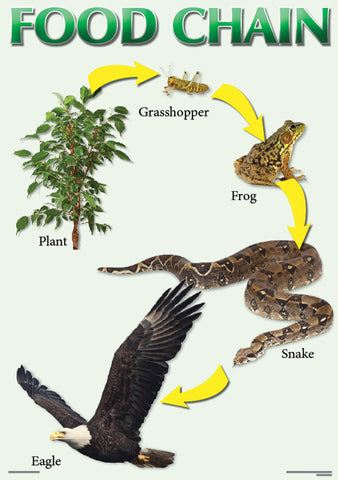 CHART: FOOD CHAIN A2 (FLAT)