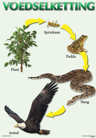 CHART: VOEDSELKETTING A2