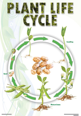 CHART: PLANT LIFE CYCLE (BEAN) A2 (FLAT)