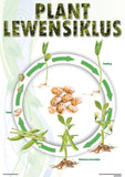 CHART: PLANT LEWENSIKLUS (BOONTJIE) A2