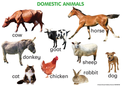 CHART: DOMESTIC ANIMALS A2