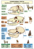 CHART: COMPARING TEETH A1