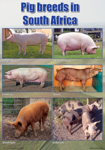 CHART: PIG BREEDS IN SOUTH AFRICA A2 (FLAT)