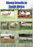 CHART: SHEEP BREEDS IN SOUTH AFRICA A2 (FLAT)