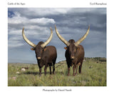 Cattle of Ages: Ankole cattle in South Africa